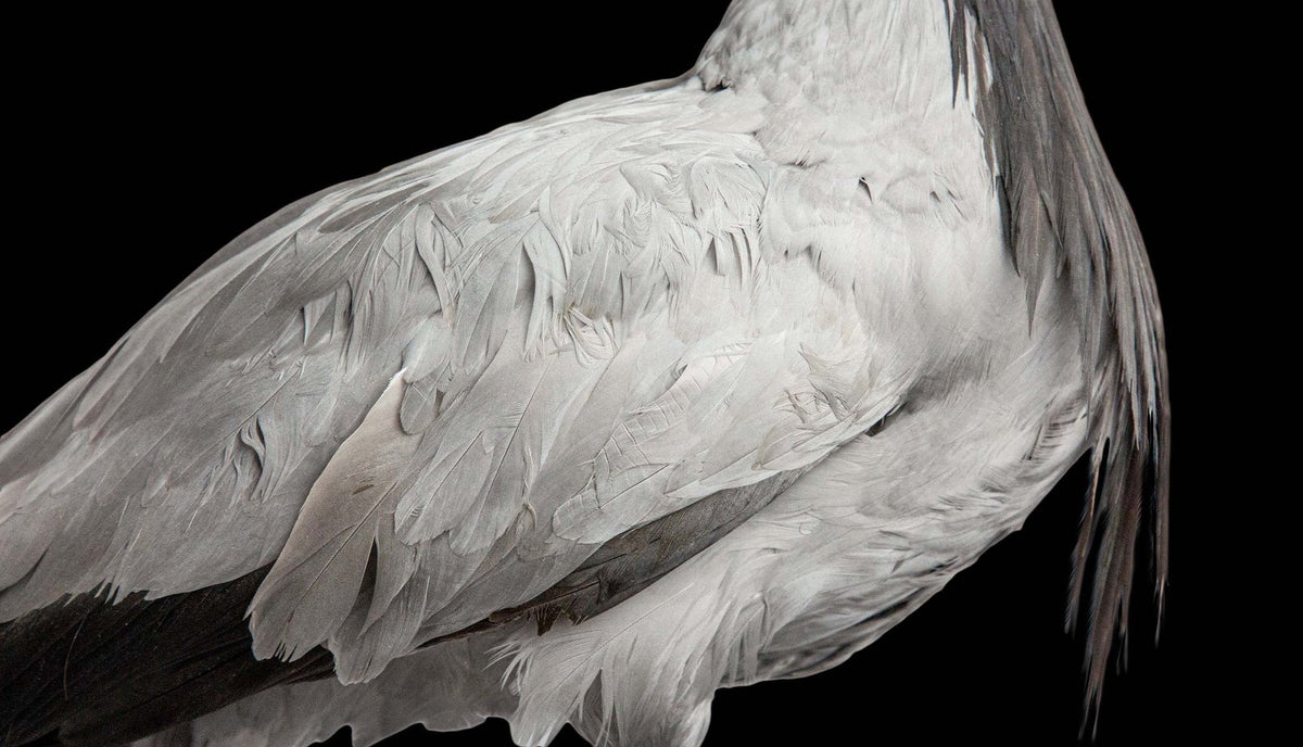 Demoiselle Crane Taxidermy