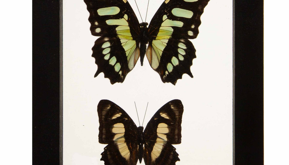 Butterflies in Double-Paned Glass and Ebonized Frame, 5.75" H