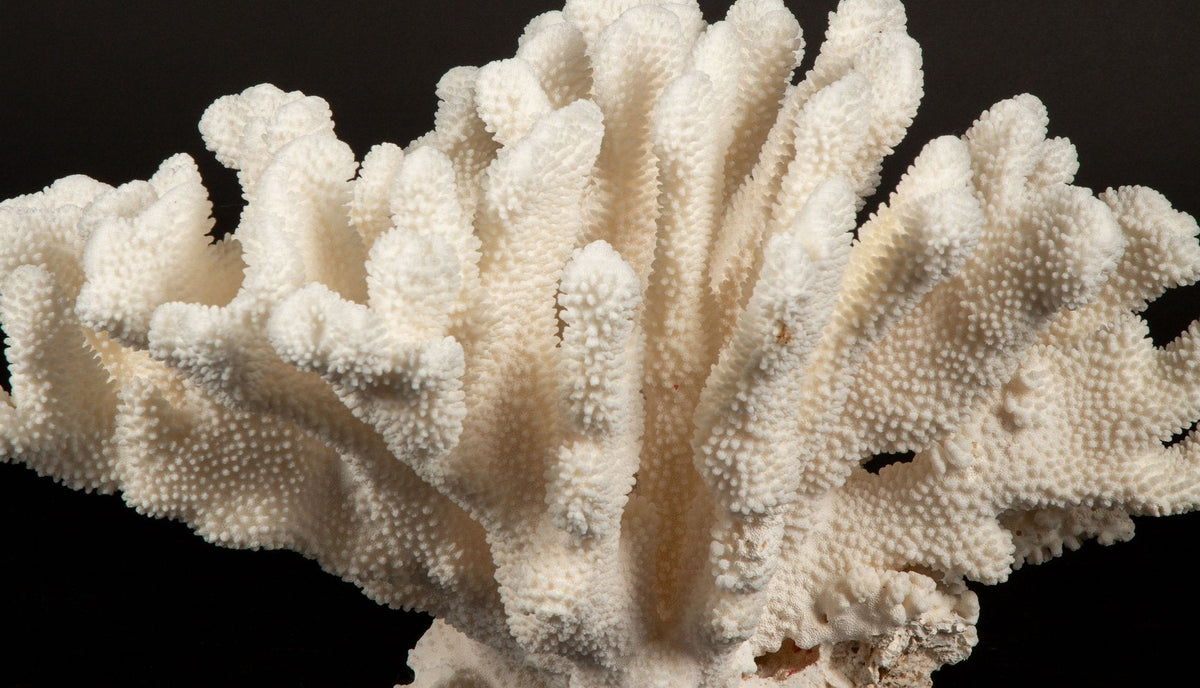 Massive Cauliflower Coral Specimen 21.5"