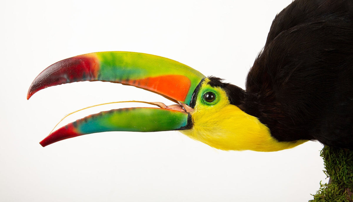 Tropical Flair: Vibrant Taxidermy Keel-Billed Toucan on Display