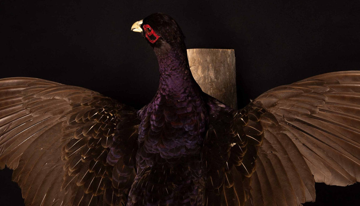 Black Mutant Reeves Pheasant