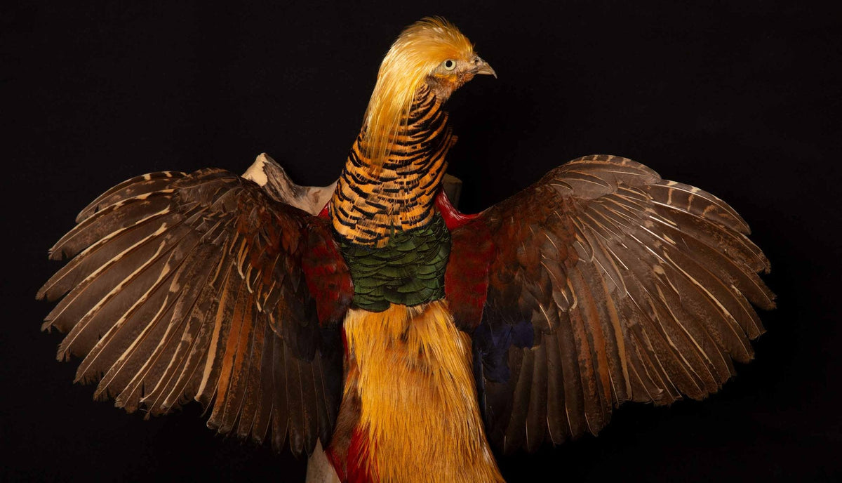 Exquisite Wall-Mounted Flying Red Golden Amherst Pheasant Decor