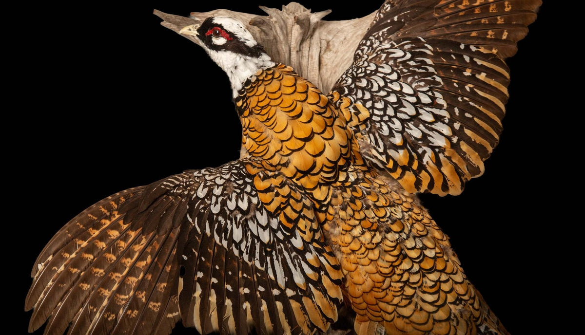 Regal Elegance: The Reeves Pheasant - A Flying Taxidermy Masterpiece