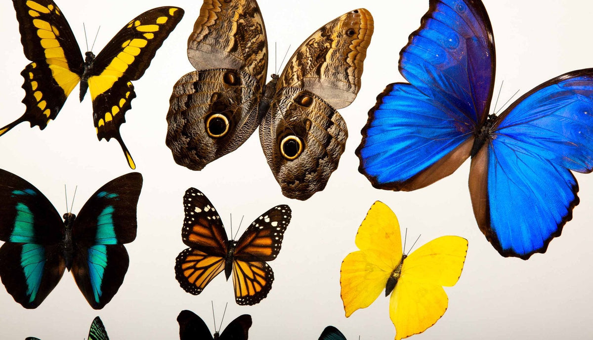 Framed Butterfly Swarm - 25" H