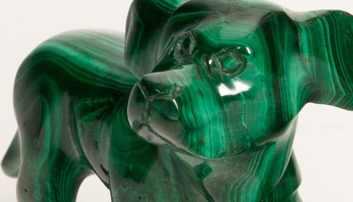 Malachite Dog