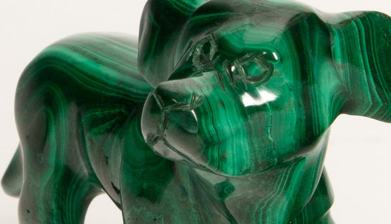 Malachite Dog