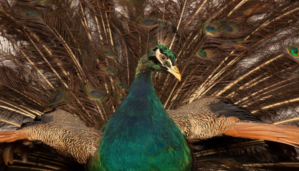Exquisite Wall-Mounted Indian Blue Peacock Taxidermy: Feathers in Full Splendor