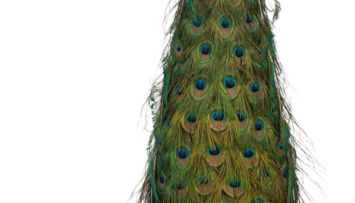 Regal Splendor: Indian Blue Peacock Taxidermy Masterpiece