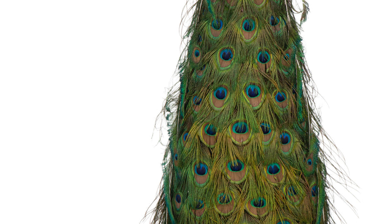 Regal Splendor: Indian Blue Peacock Taxidermy Masterpiece