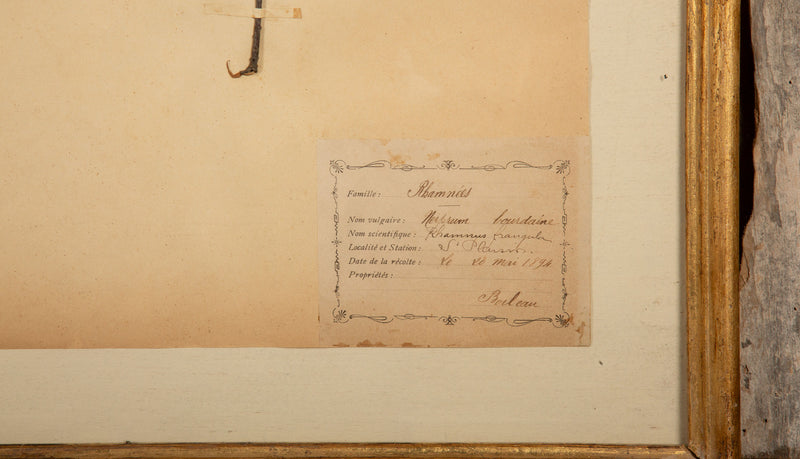Framed Collection of Four Herbier Specimens in Rustic Barn Wood w/ Gilt Rosettes