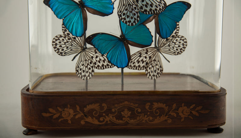 Halcyon by Hasharat: Cobalt Morpho Butterflies Under a 19th-Century Glass Dome