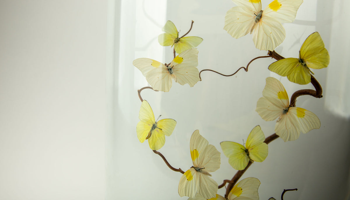 Spun Sugar by Hasharat Butterfly Specimen Display Under Glass Dome