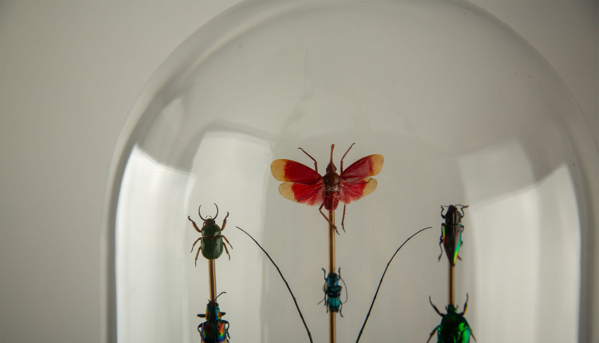 Totems II by Hasharat – Entomological Sculpture Under a 19th Century Glass Dome
