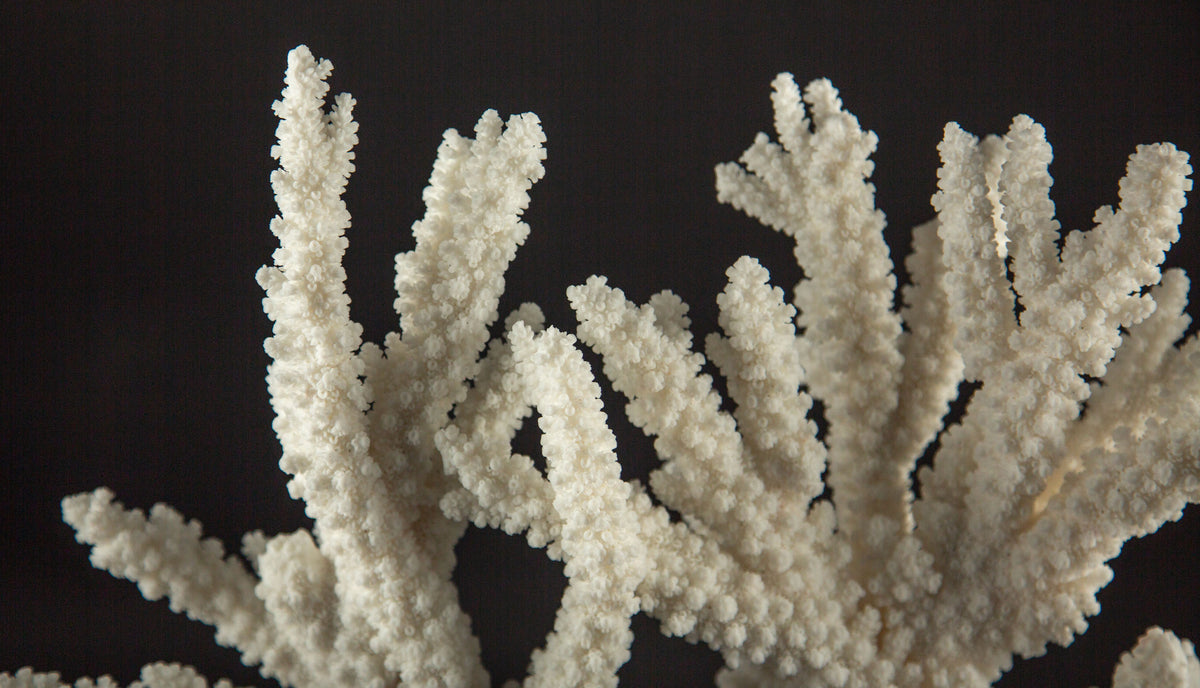 Large Mounted White Branch Coral Specimen