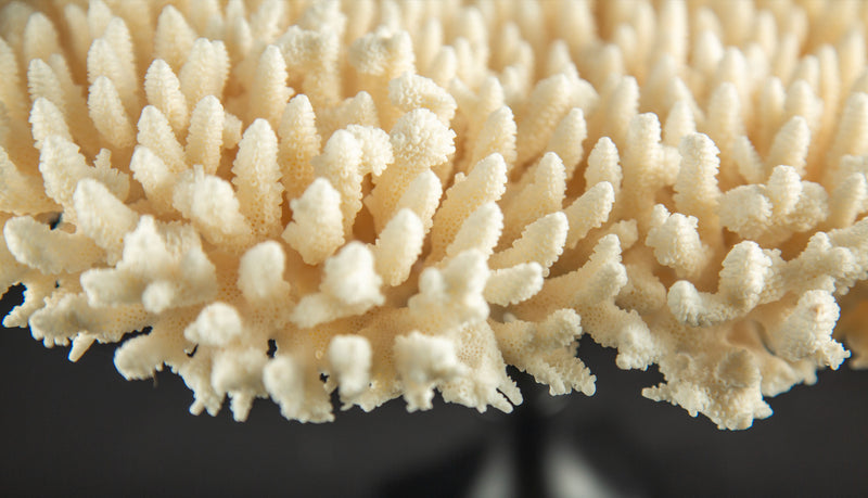 White Table Coral Specimen on Hand-Turned Italian Black Lacquer Pedestal
