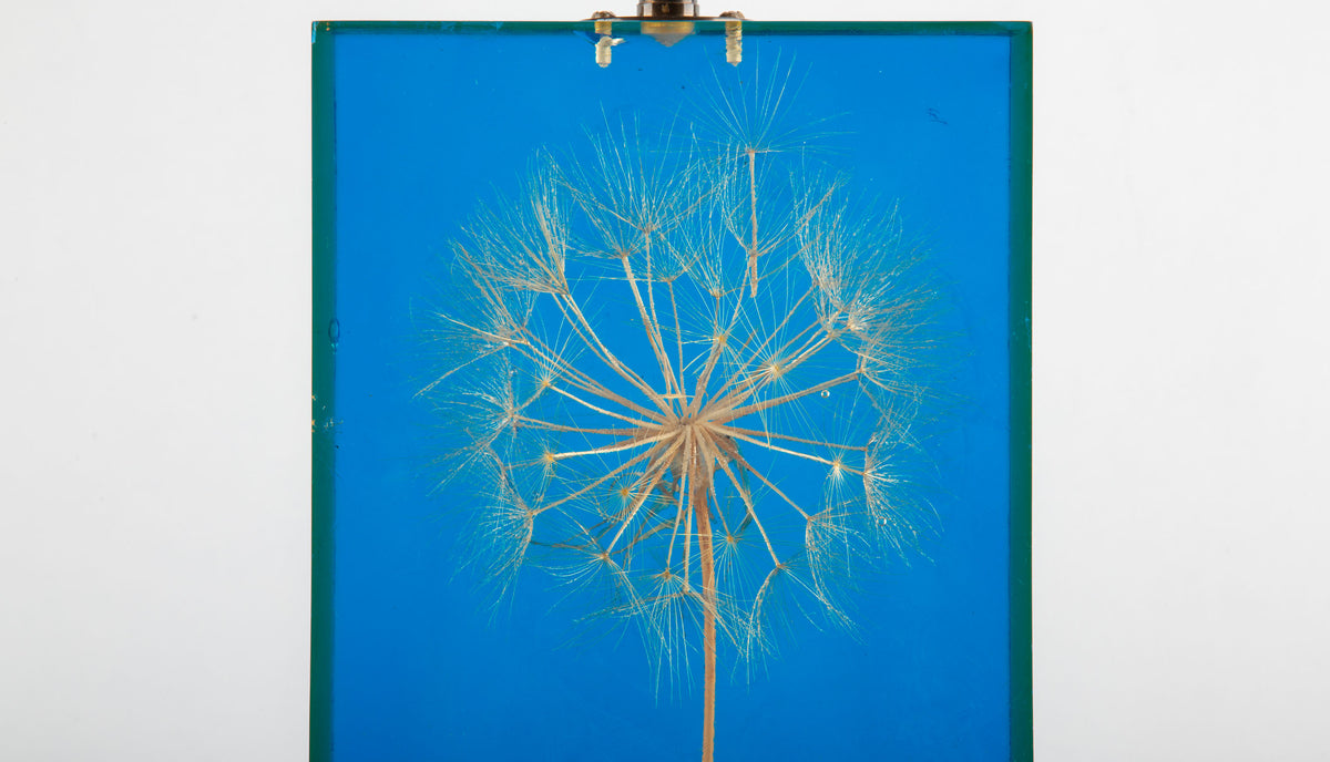 Nature Suspended: Lucite Dandelion Lamp