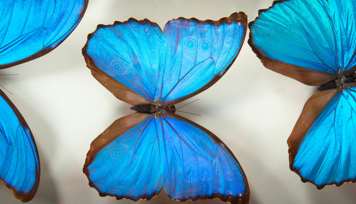 Framed Butterfly Swarm, 36" H