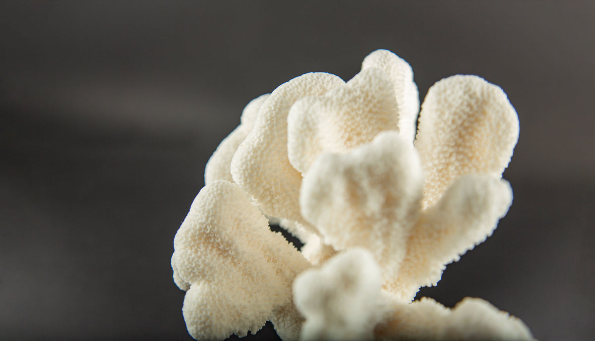 White Cat’s Paw Coral Specimen on Hand-Turned Italian Black Lacquer Pedestal