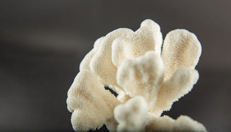 White Cat’s Paw Coral Specimen on Hand-Turned Italian Black Lacquer Pedestal