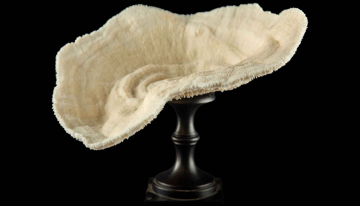 Mounted Natural Specimen of Cup Coral