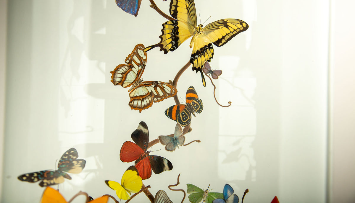 Hasharat “Summer Garden” Butterfly Specimen Display in 19th-Century Glass Dome