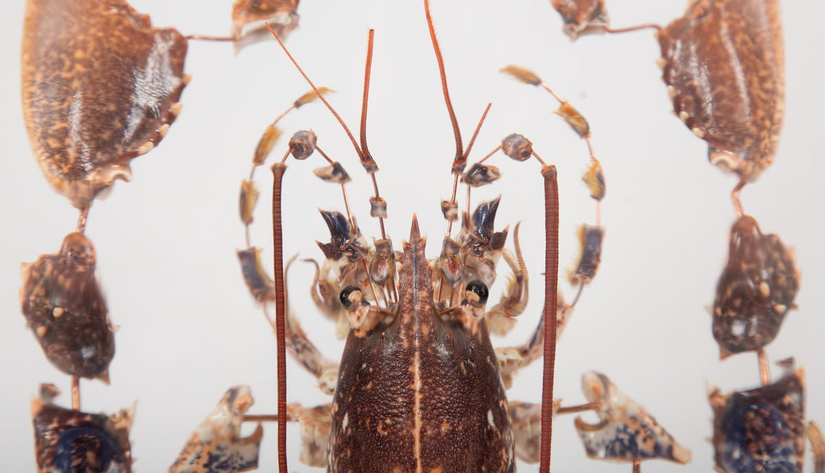 Deconstructed Lobster (Homarus Gammarus) Specimen Under Glass Dome, 28"H