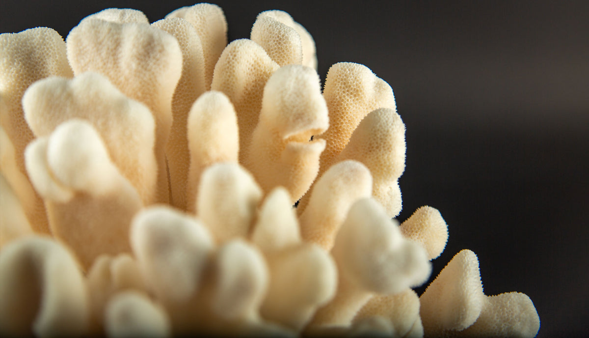 Ivory Cat’s Paw Coral Specimen on Italian Black Lacquer Pedestal