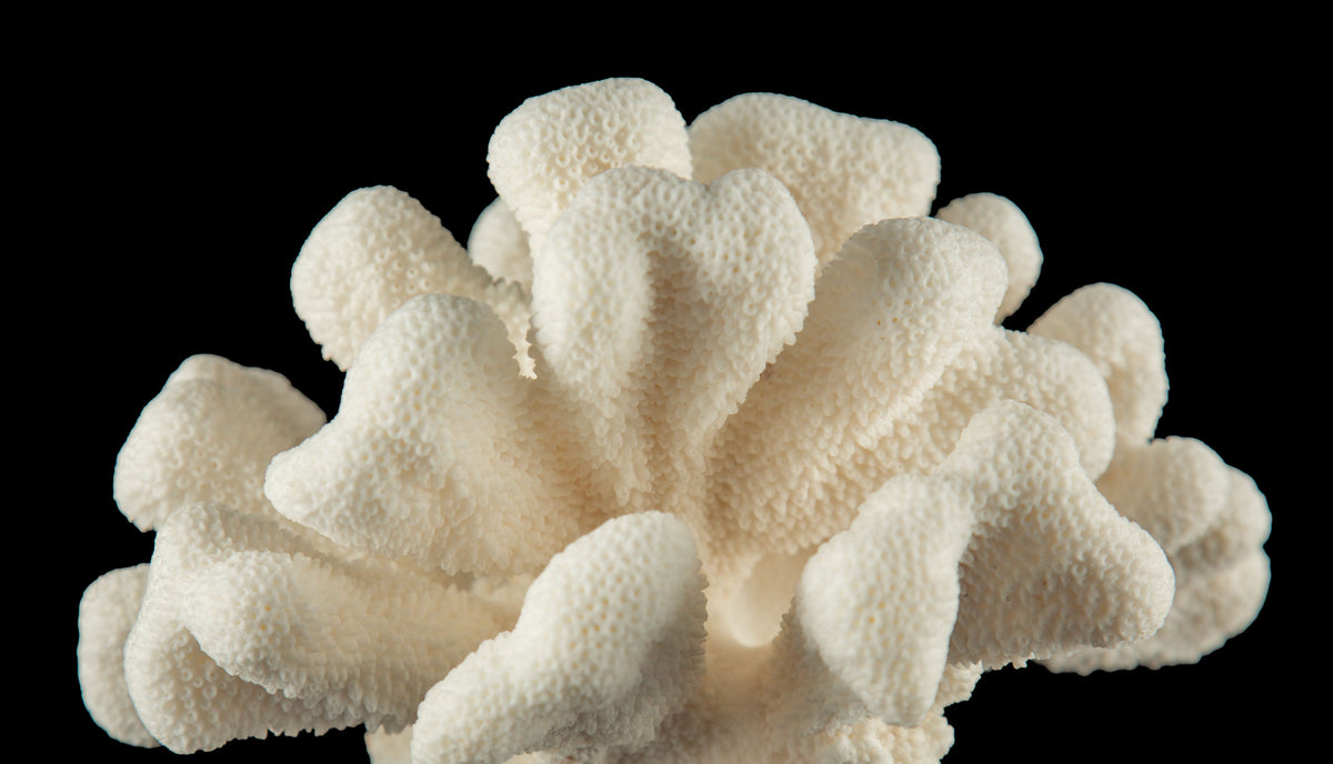 Mounted Catspaw Coral