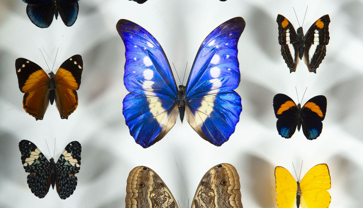 Large Framed Butterfly Swarm - 36" H