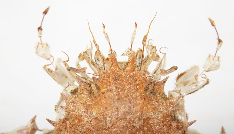 Deconstructed Spiny Spider Crab (Maja Brachydactyla) Specimen Under Glass Case