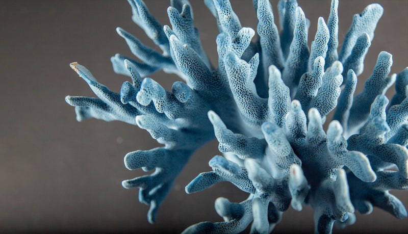 Sculptural Indo-Pacific Blue Coral Specimen with Intricate Branching Formation