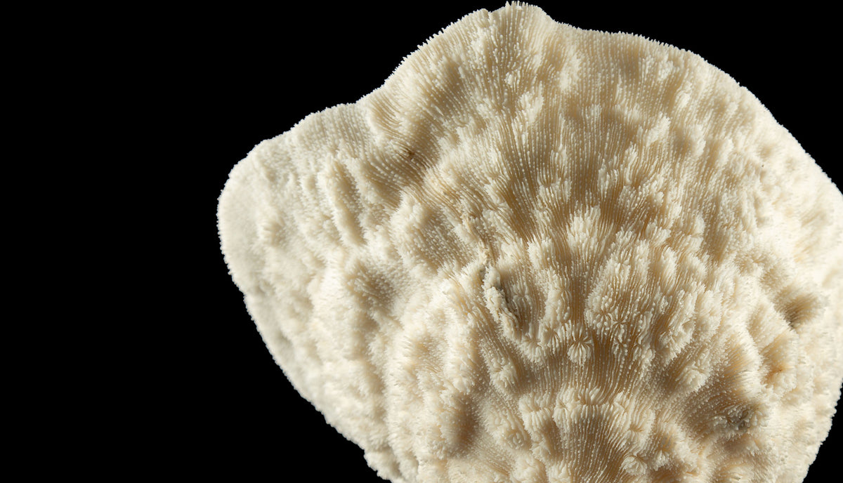 Mounted Natural Specimen of Cup Coral