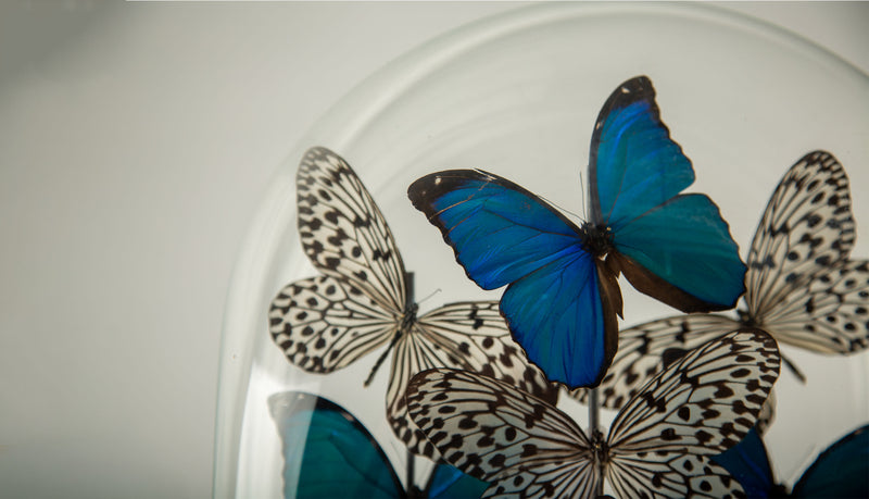 Halcyon by Hasharat: Cobalt Morpho Butterflies Under a 19th-Century Glass Dome