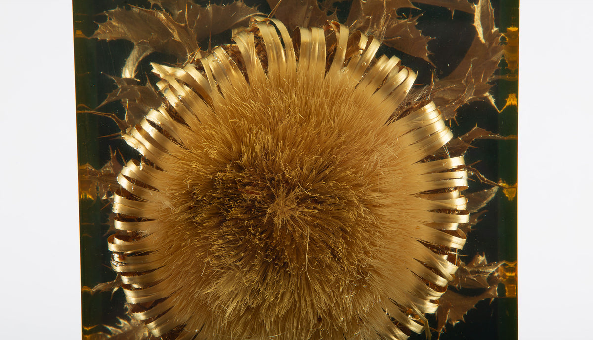 The Preserved Bloom: Mid C Thistle & Leaves in Lucite by Pierre Giraudon