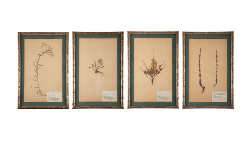 Gilt Framed Herbier Botanical Specimens from the early 20th Century