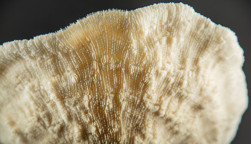 White Cup Coral on Custom Italian Black Lacquer Mount