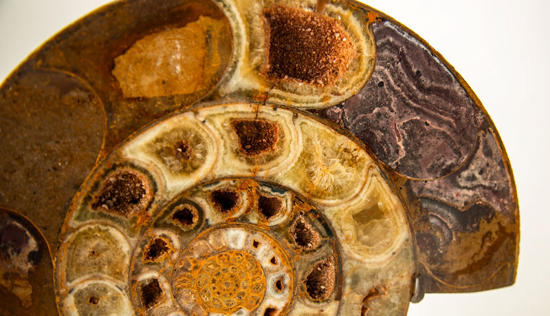 Pair of Jurassic–Cretaceous Polished Ammonite Fossils on Stands