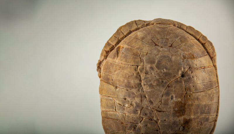 Miocene Fossilized Turtle Carapace on Iron Stand, 5–23 Million Years Old