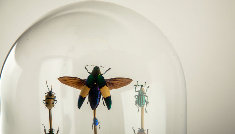 Hasharat, Totems III: Entomological Composition in a 19th-Century Glass Dome