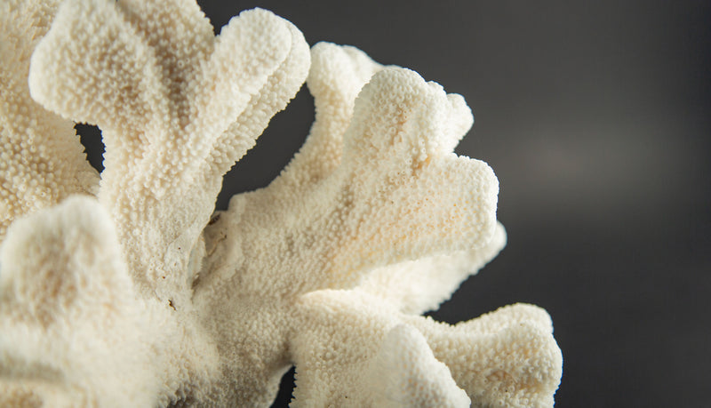 Sculptural White Cat’s Paw Coral on Italian Black Lacquer Pedestal