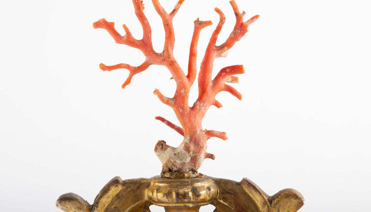 Treasures of the Sea: Large Mounted Mediterranean Coral on an Antique Gilt Base