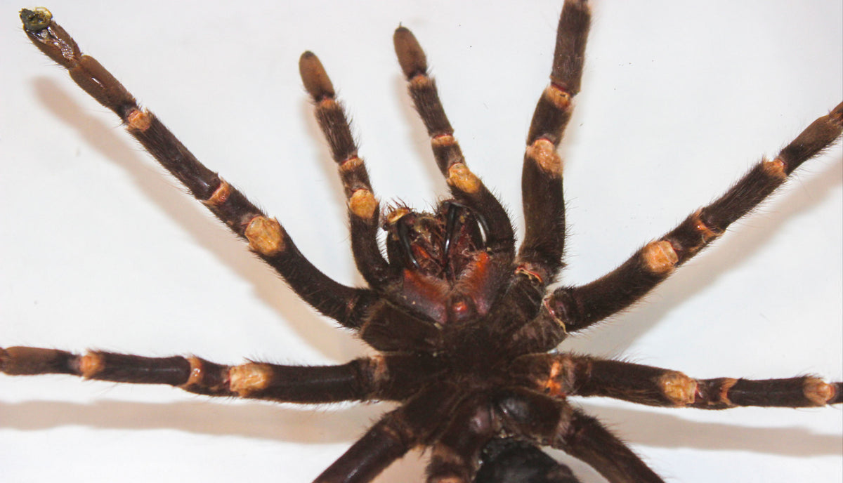 Framed Peruvian Tarantula, Lasiodorides striatus