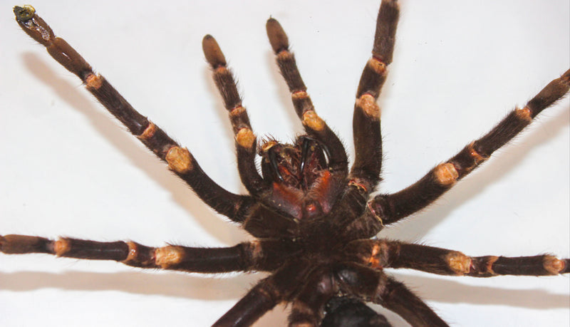 Framed Peruvian Tarantula, Lasiodorides striatus