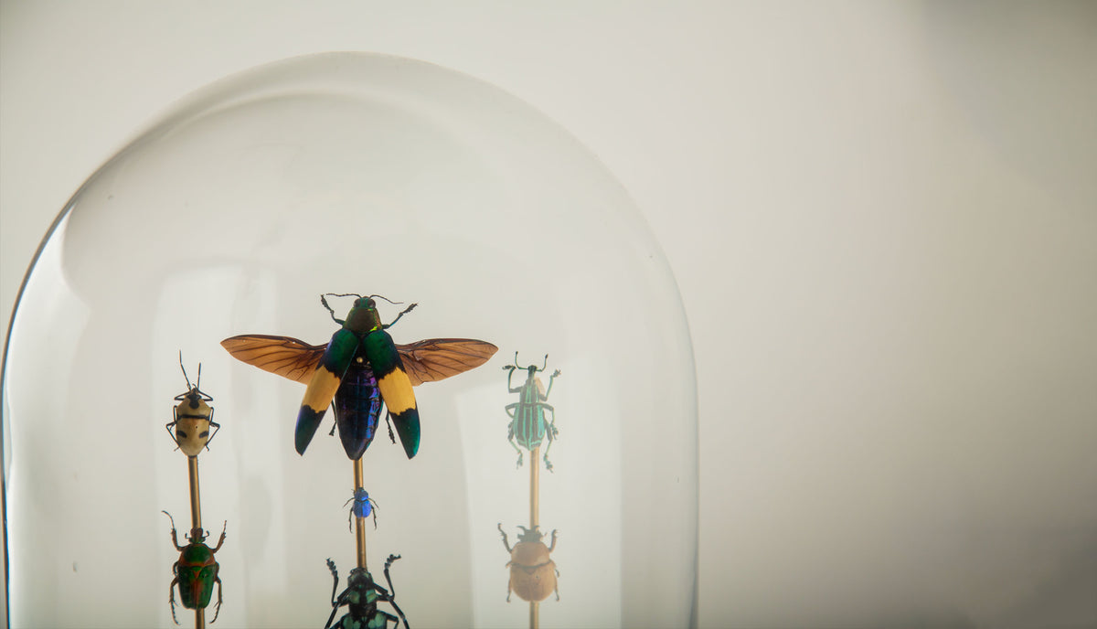 Hasharat, Totems III: Entomological Composition in a 19th-Century Glass Dome