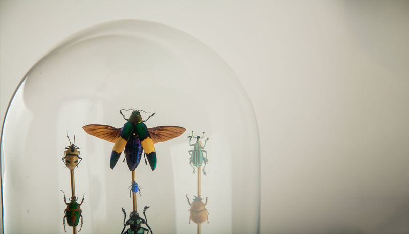 Hasharat, Totems III: Entomological Composition in a 19th-Century Glass Dome