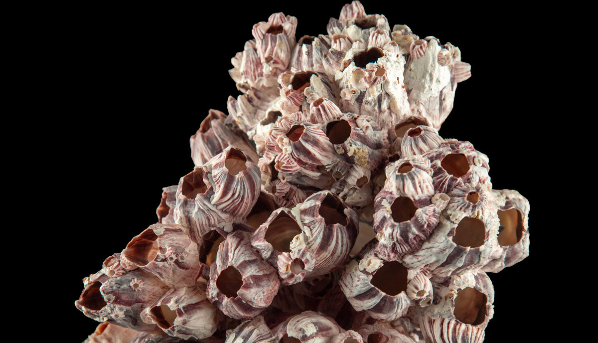 Mounted Acorn Barnacle