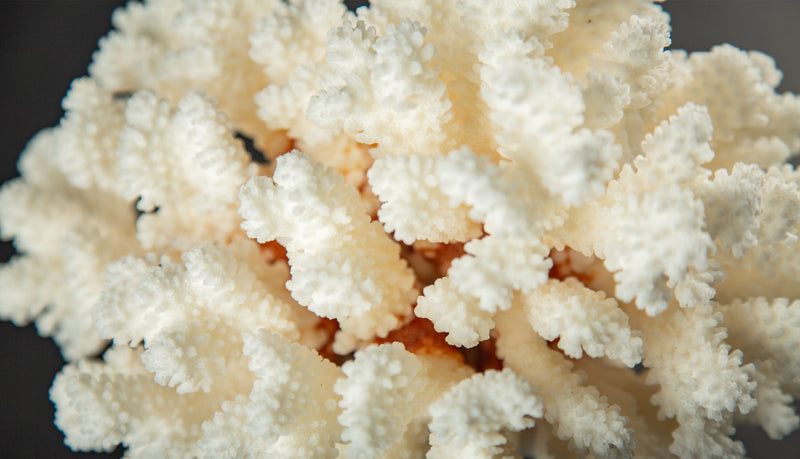 White Brown Stem Coral Specimen on Hand-Turned Italian Black Lacquer Pedestal