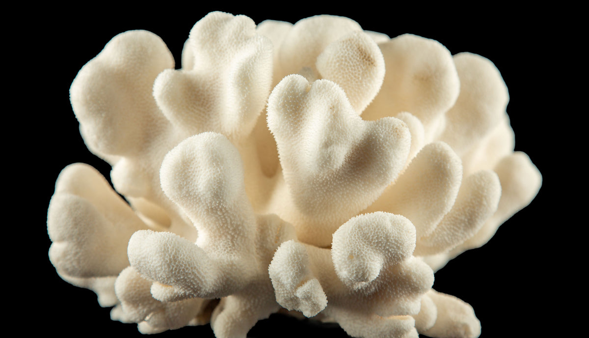 Mounted Elk Coral