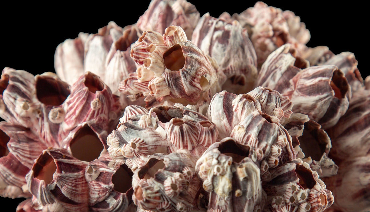 Mounted Acorn Barnacles