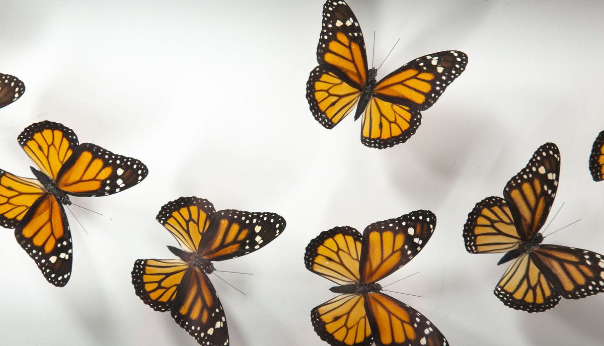 Framed Butterfly Swarm, 36" H